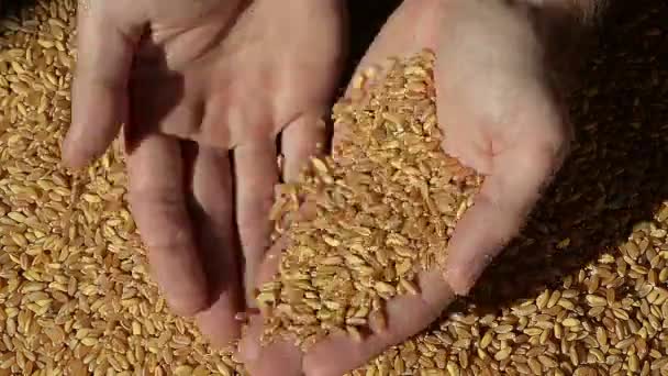 Закройте руки взрослого мужчины, держащего пшеничное зерно в теплом свете — стоковое видео