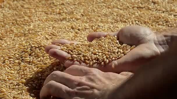 Close Up Man Hands With Wheat After Good Harvest — Stock Video