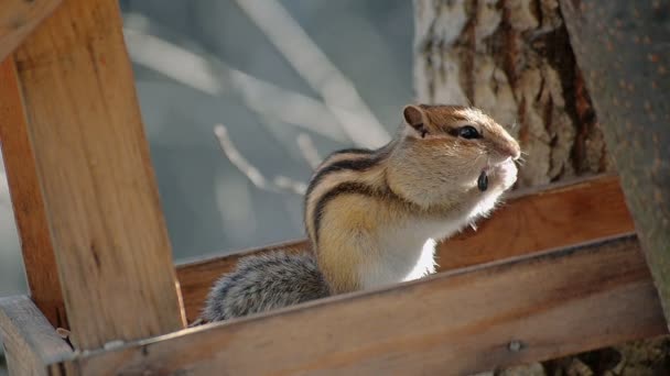 Résumé Fermer Manger de l'écureuil terrestre — Video