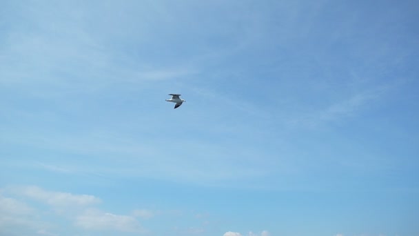 Gaivotas voadoras em câmera lenta — Vídeo de Stock