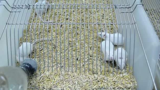 Primer plano ratones de laboratorio en una jaula — Vídeo de stock