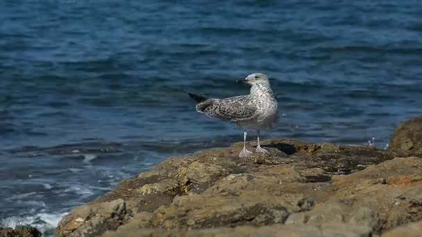 Abstract Lonely Seagull to Dry her Feathers on the Shore — Stock Video