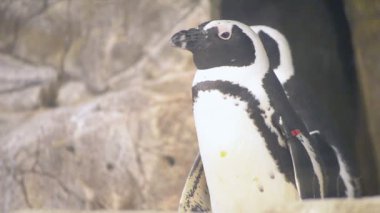 İki komik penguenler yakın çekim