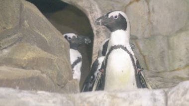 Komik penguen açık havada soyut yakın çekim