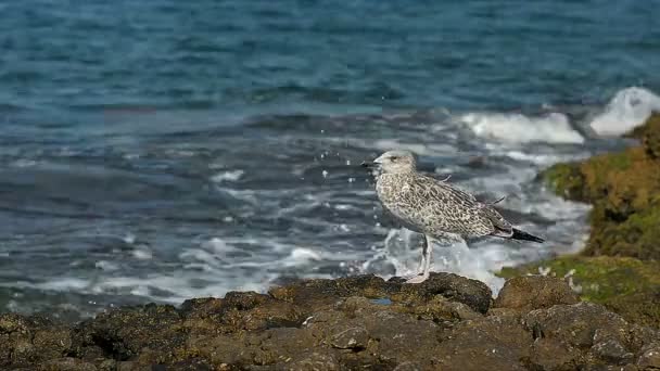 La gaviota solitaria secará sus plumas en la orilla — Vídeo de stock