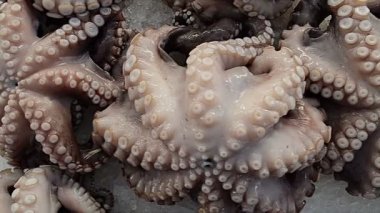 Yavaş hareket: Balık pazarı üzerinde taze ahtapot kapatın