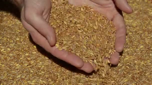 Закрыть золотую пшеницу в руках после хорошей жатвы — стоковое видео