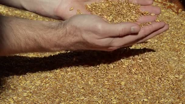 Золотая пшеница в руках после хорошей жатвы — стоковое видео