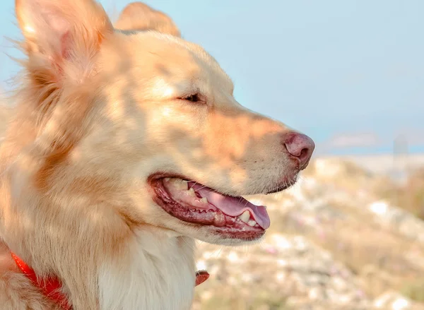 Promenade du chien dans les montagnes — Photo