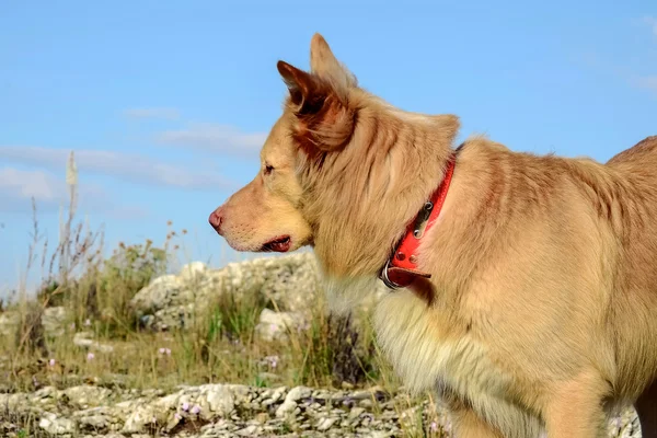 Promenade du chien dans les montagnes — Photo