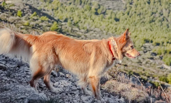 Chien de berger sur le fond de la forêt — Photo