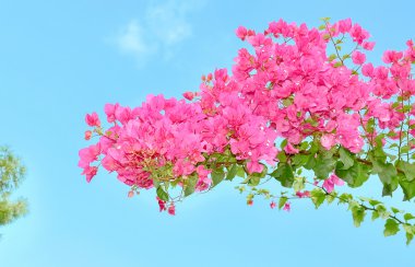 Bougainvillea çiçek