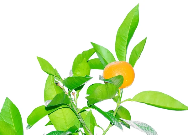 Плоды апельсина на ветке Лицензионные Стоковые Фото