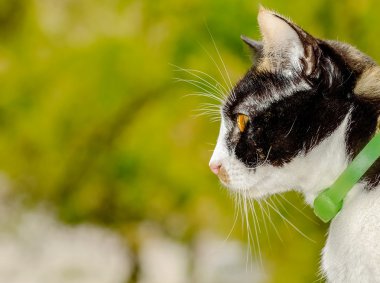 Yerli kedi pencereden dışarı bakarak