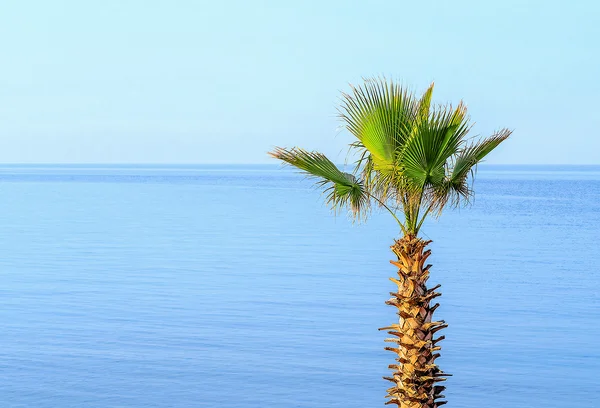 Palm tree on background of the sea — Stock Photo, Image