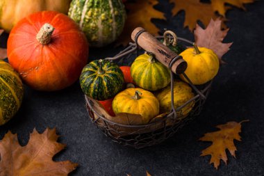 Çeşitli dekoratif balkabakları. Sonbahar konsepti