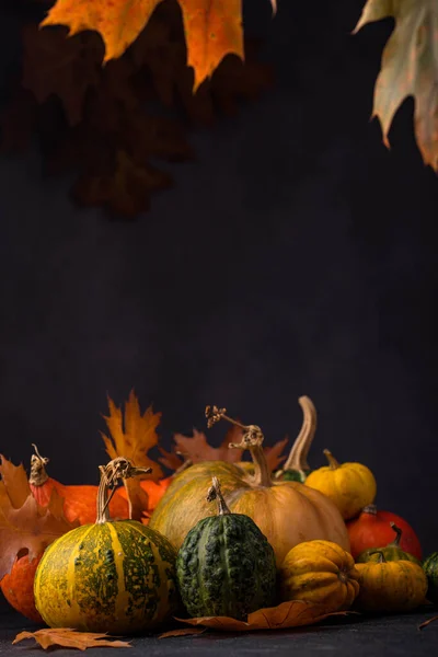 Diverses citrouilles décoratives. Concept d'automne — Photo