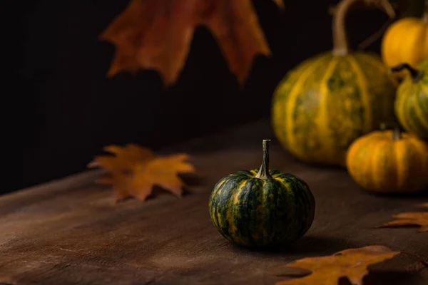 Diverses citrouilles décoratives. Concept d'automne — Photo