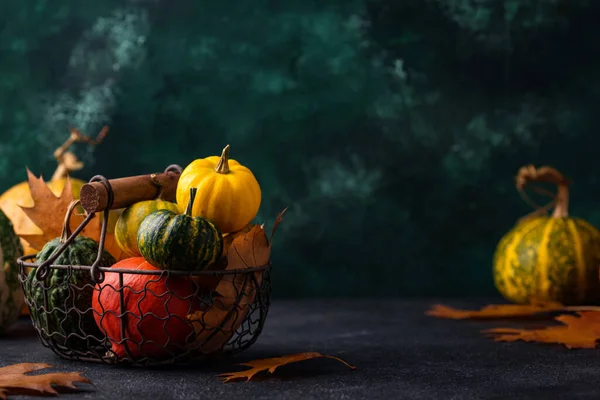 Diverses citrouilles décoratives. Concept d'automne — Photo