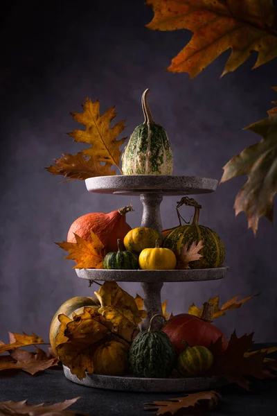 Verschiedene dekorative Kürbisse. Herbstkonzept — Stockfoto