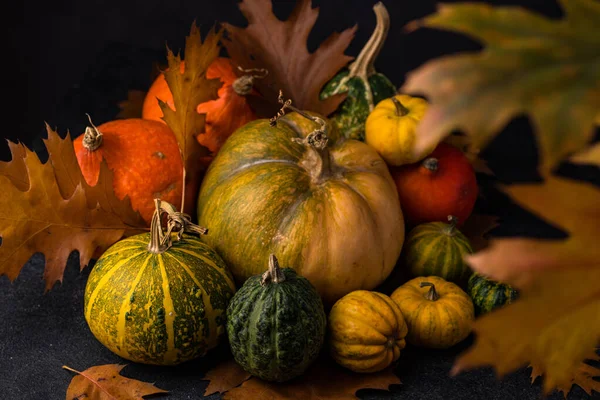 Diverses citrouilles décoratives. Concept d'automne — Photo