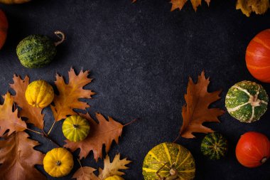 Çeşitli dekoratif balkabakları. Sonbahar konsepti