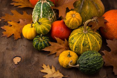 Çeşitli dekoratif balkabakları. Sonbahar konsepti