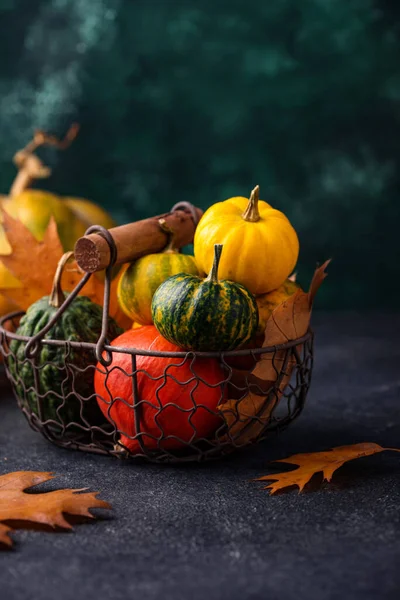 Diverses citrouilles décoratives. Concept d'automne — Photo