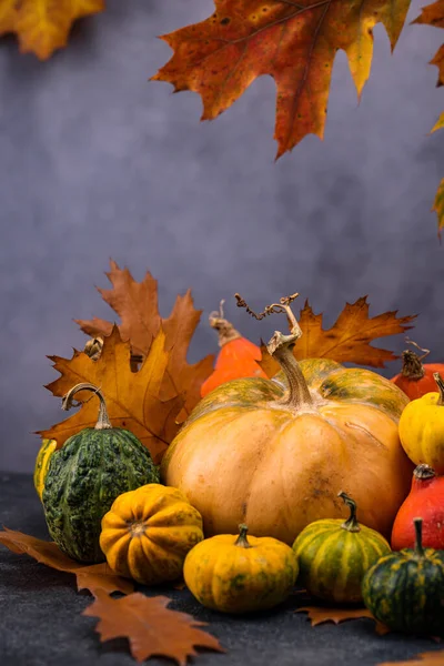 Diverses citrouilles décoratives. Concept d'automne — Photo