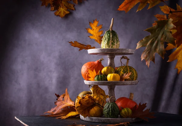 Diverses citrouilles décoratives. Concept d'automne — Photo