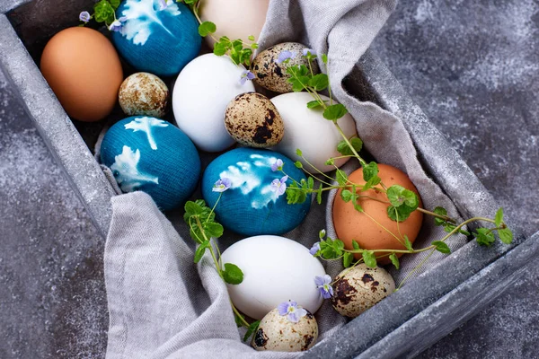 Oeufs bleus de Pâques peints de colorant naturel — Photo