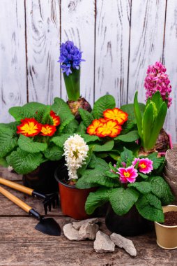 Çiçek açan bahar bahçıvanlığı konsepti