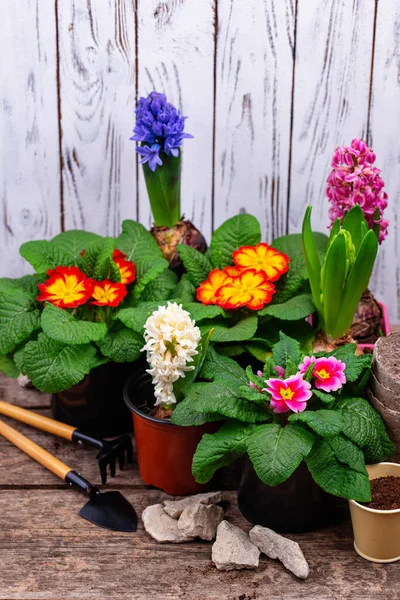 Concepto de jardinería de primavera con flores en flor — Foto de Stock