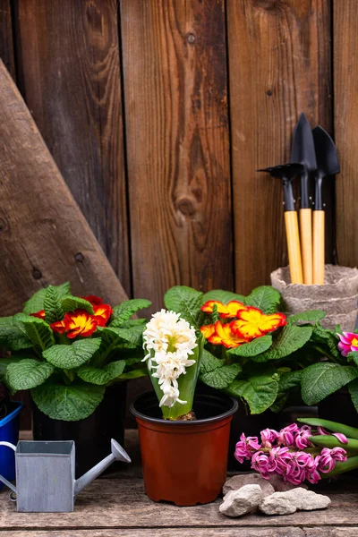 Concepto de jardinería de primavera con flores en flor — Foto de Stock