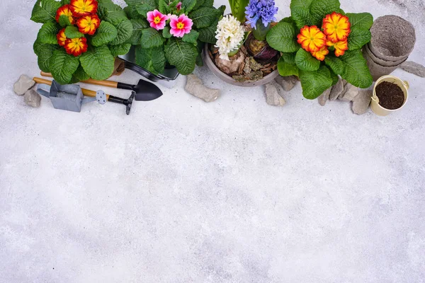 Concepto de jardinería de primavera con flores en flor — Foto de Stock