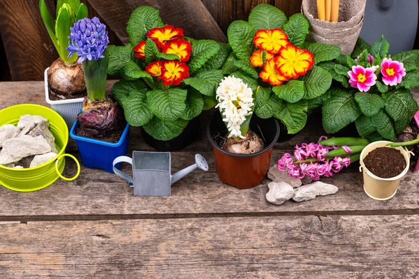 Concepto de jardinería de primavera con flores en flor — Foto de Stock