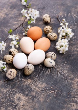 Tavuk yumurtalarının gradyanı aydınlıktan karanlığa