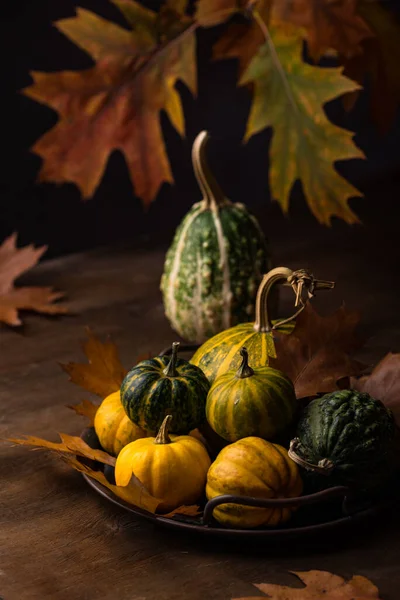 Diverses citrouilles décoratives. Concept d'automne — Photo