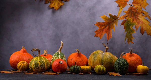 Różne dekoracyjne dynie. Koncepcja jesieni — Zdjęcie stockowe