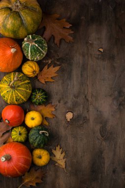 Çeşitli dekoratif balkabakları. Sonbahar konsepti