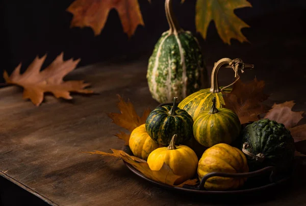 Diverses citrouilles décoratives. Concept d'automne — Photo