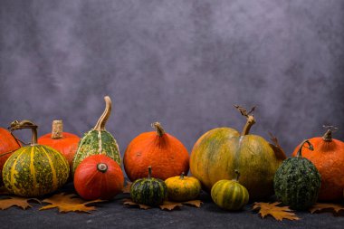 Çeşitli dekoratif balkabakları. Sonbahar konsepti