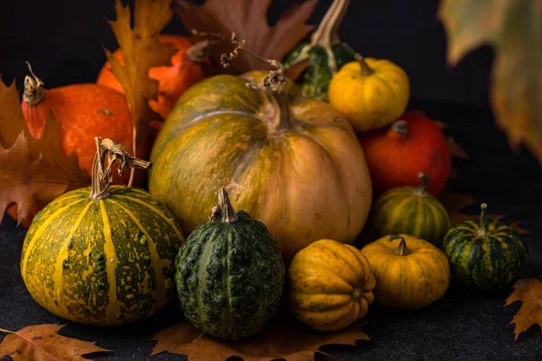 Çeşitli dekoratif balkabakları. Sonbahar konsepti