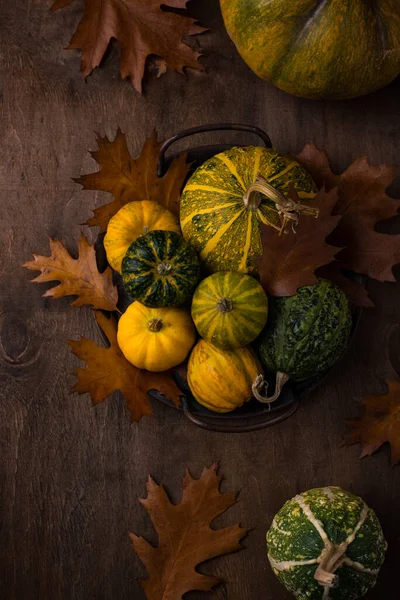 Diverses citrouilles décoratives. Concept d'automne — Photo