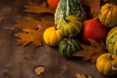 Çeşitli dekoratif balkabakları. Sonbahar konsepti