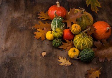 Çeşitli dekoratif balkabakları. Sonbahar konsepti