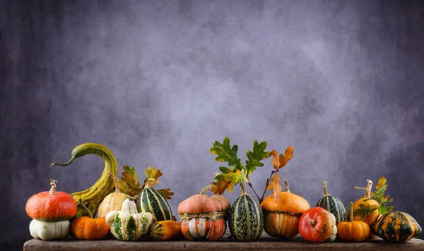 Diverses citrouilles décoratives et feuilles sèches. — Photo