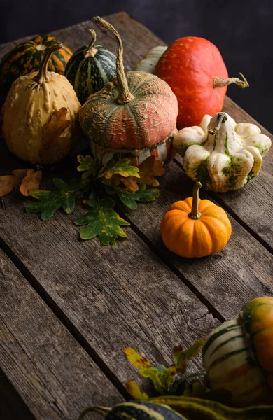 Diverses citrouilles décoratives et feuilles sèches. — Photo