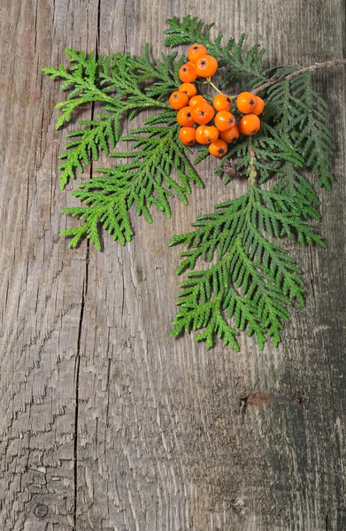 Moldura de Natal com abeto e baga rowan — Fotografia de Stock