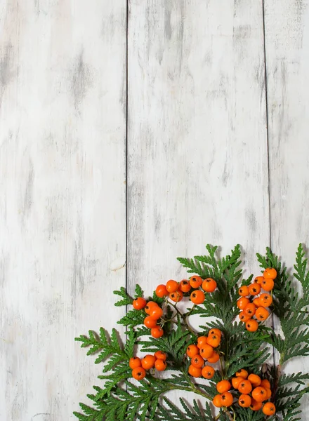 Christmas frame with fir tree and rowan berry — Stock Photo, Image